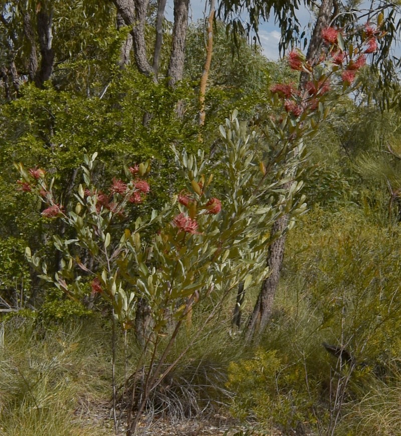 Grevillea decora subsp. decora