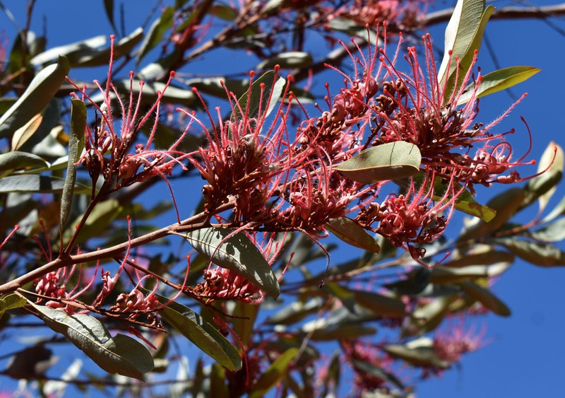 Grevillea decora subsp. decora photo 2