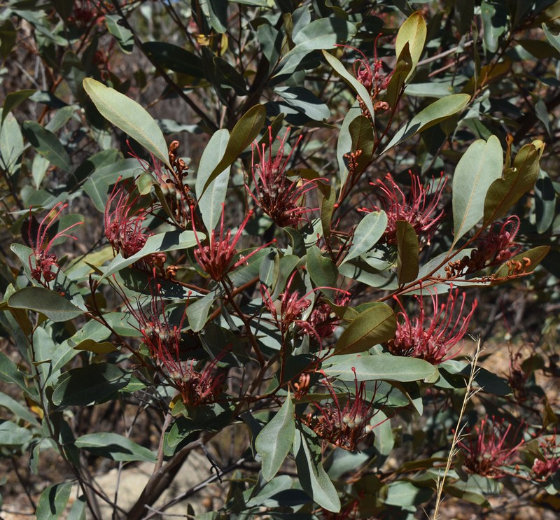 Grevillea decora subsp. decora photo 3