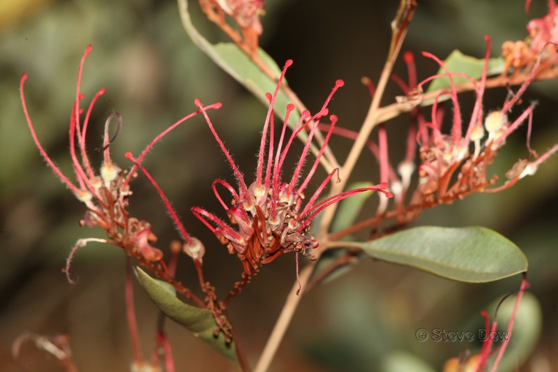 Grevillea decora subsp. decora photo 4