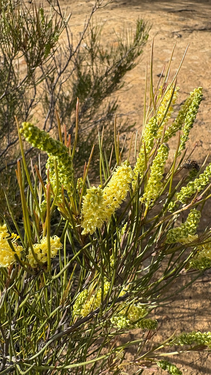 Grevillea didymobotrya subsp. didymobotrya