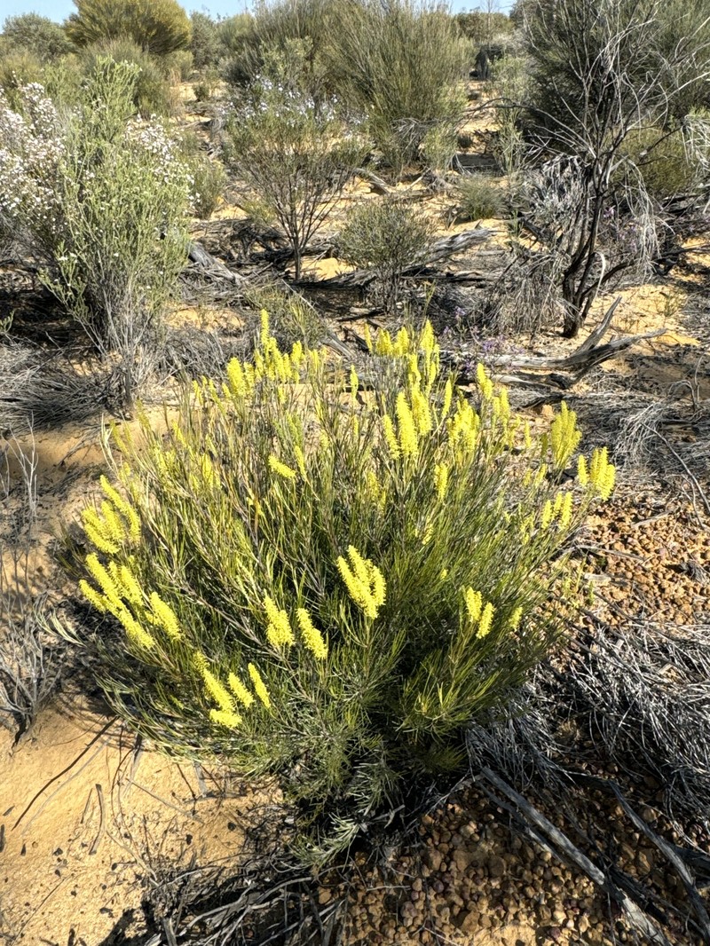 Grevillea didymobotrya subsp. didymobotrya photo 2