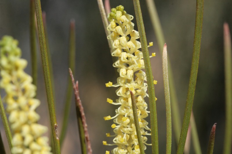 Grevillea didymobotrya subsp. didymobotrya photo 3