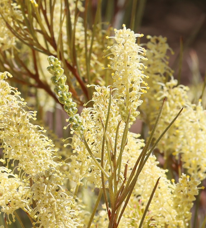 Grevillea didymobotrya subsp. didymobotrya photo 4