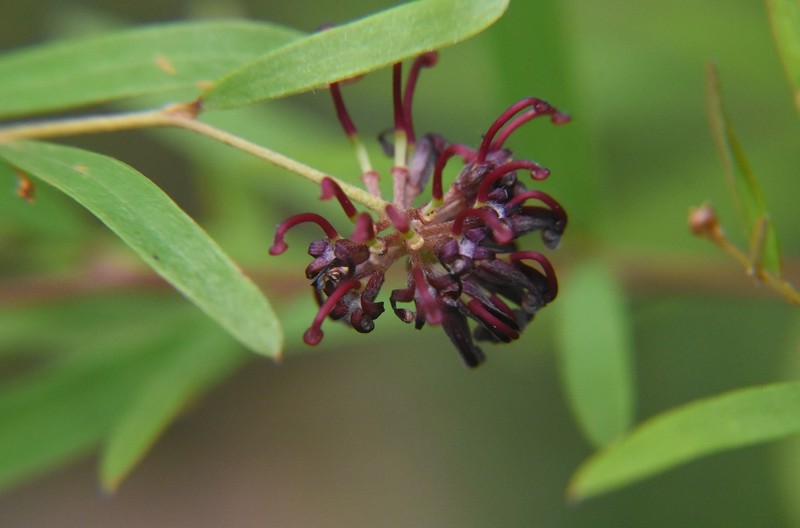 Grevillea diffusa subsp. diffusa