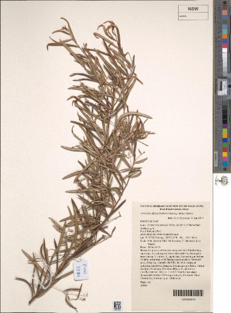 Grevillea diffusa subsp. diffusa photo 2