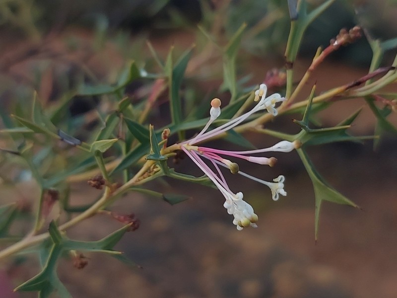 Grevillea dissectifolia