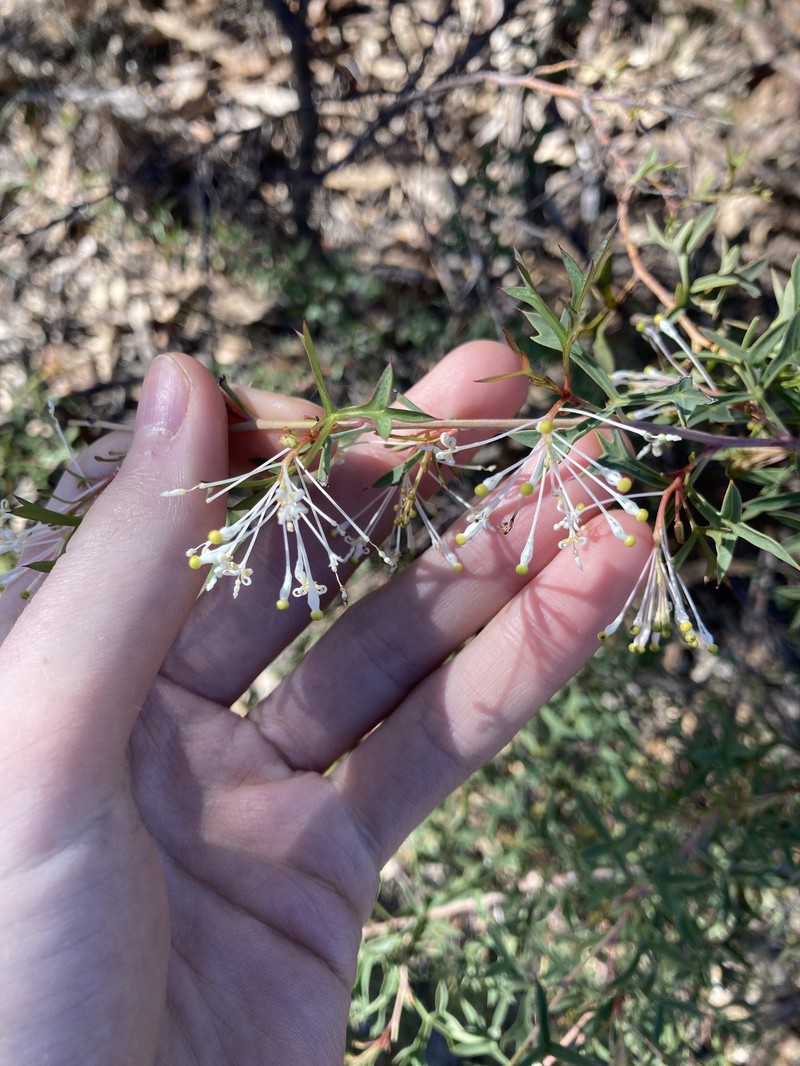 Grevillea dissectifolia photo 2