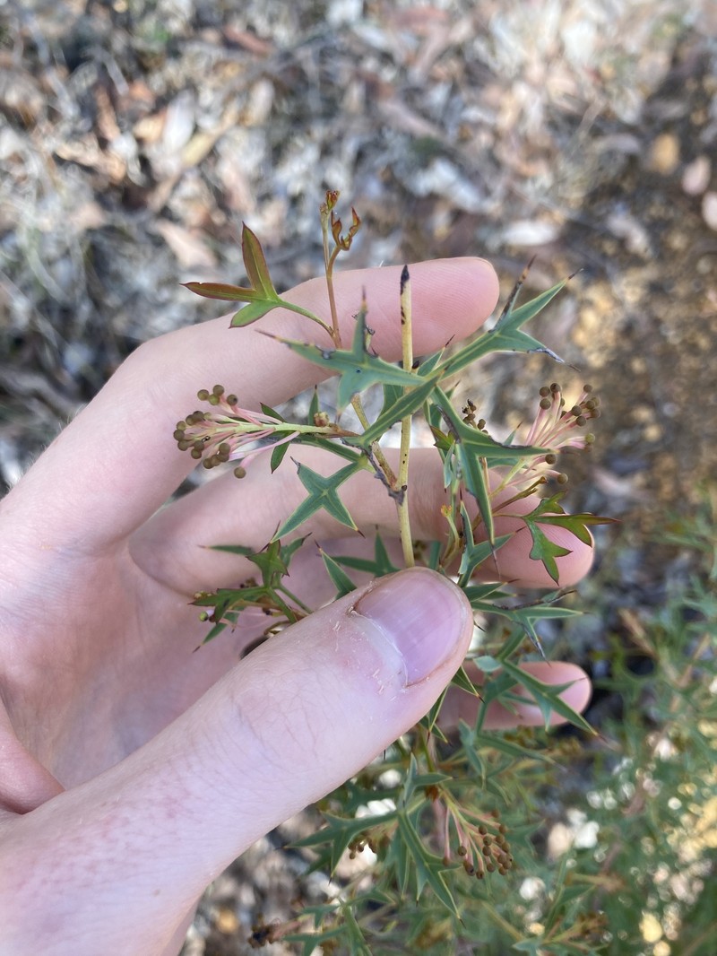 Grevillea dissectifolia photo 3