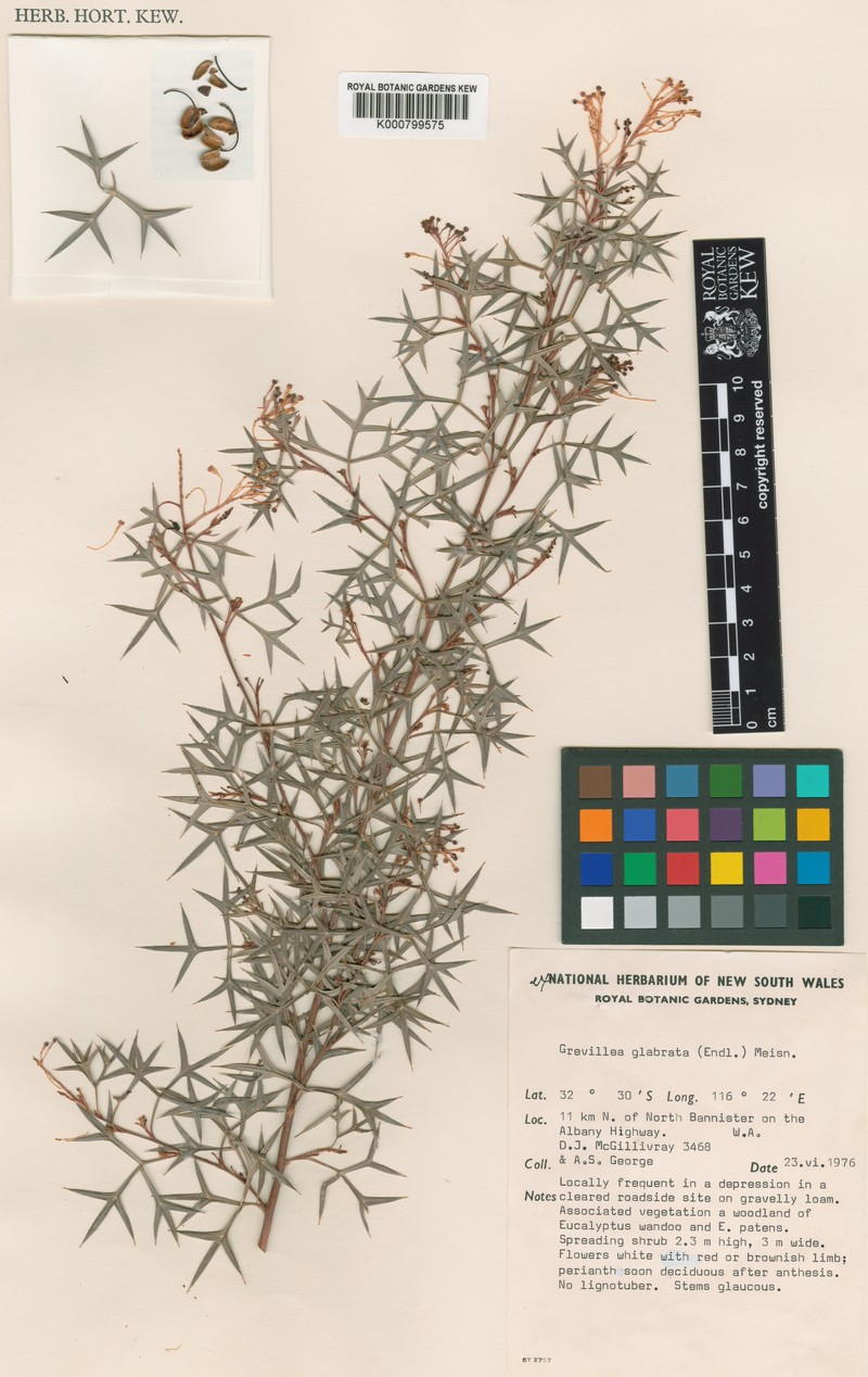 Grevillea dissectifolia photo 4