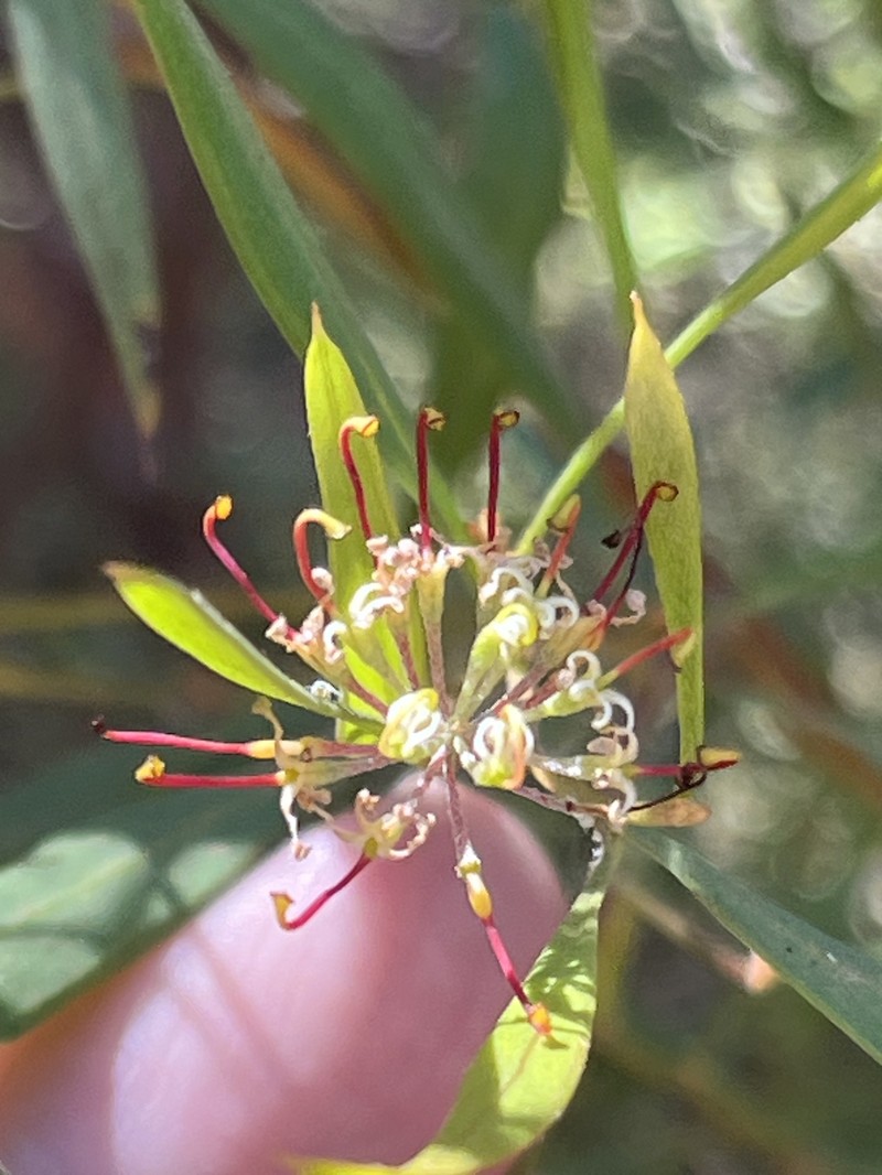 Grevillea diversifolia subsp. diversifolia