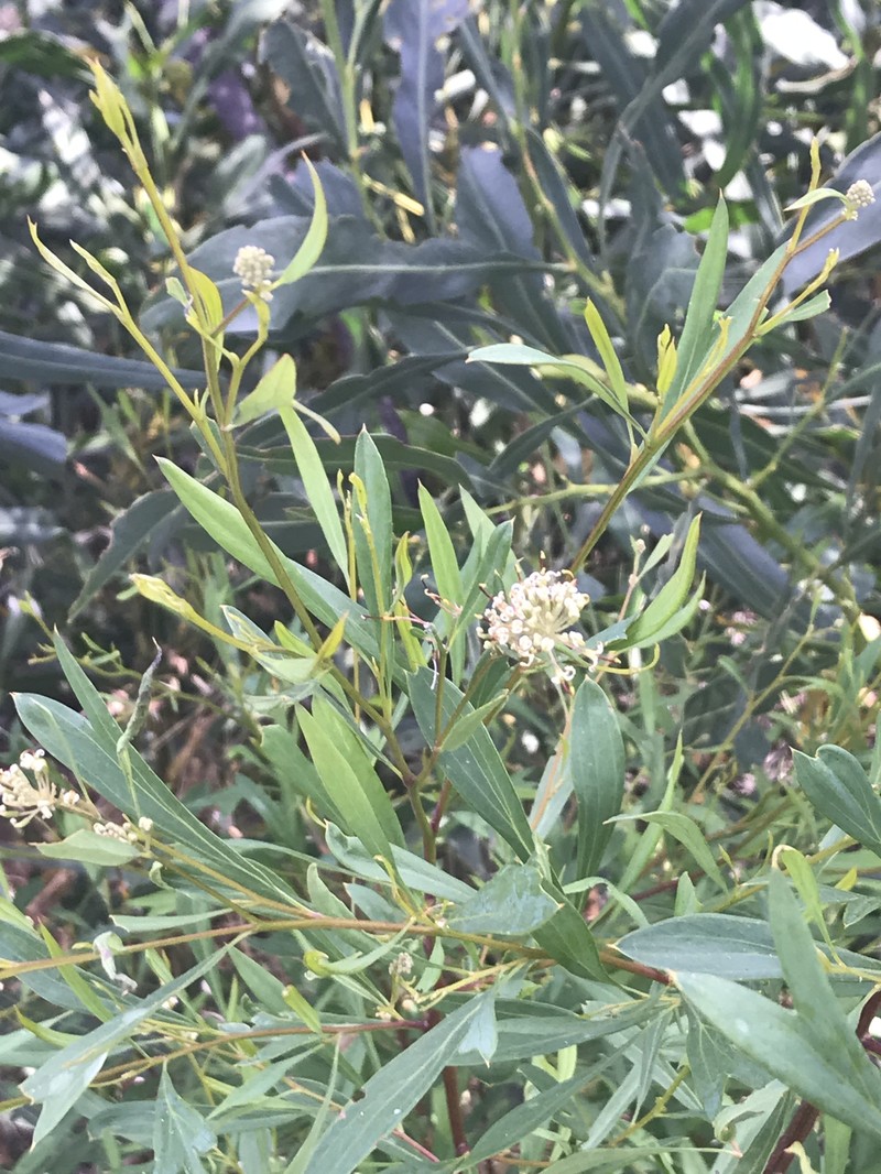 Grevillea diversifolia subsp. diversifolia photo 2