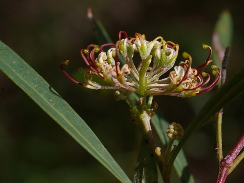 Grevillea diversifolia subsp. diversifolia photo 3