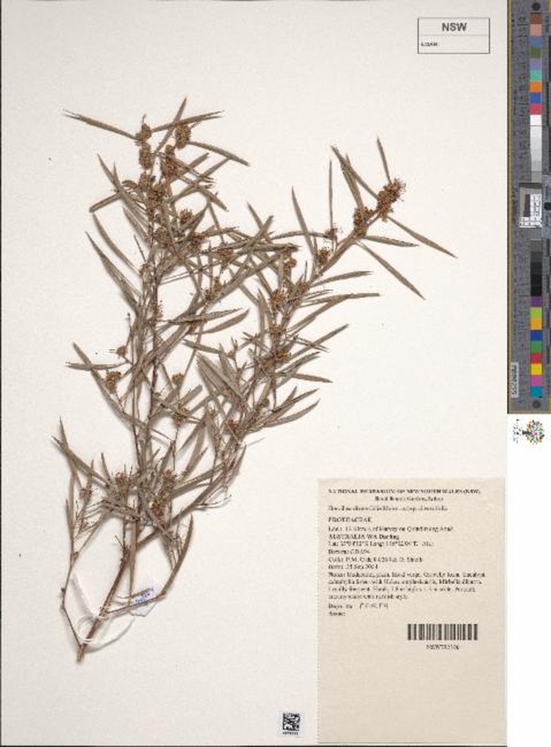 Grevillea diversifolia subsp. diversifolia photo 4