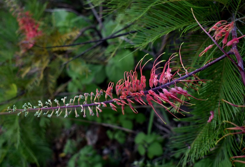 Grevillea dryandri subsp. dryandri