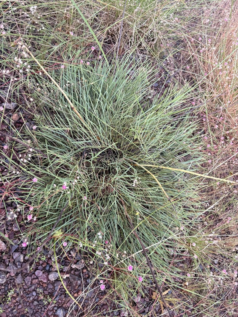 Grevillea dryandri subsp. dryandri photo 2