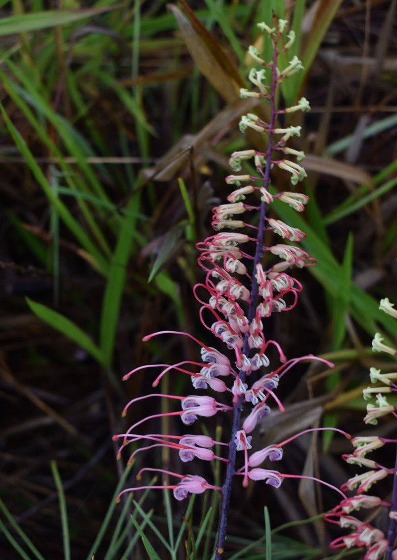 Grevillea dryandri subsp. dryandri photo 3
