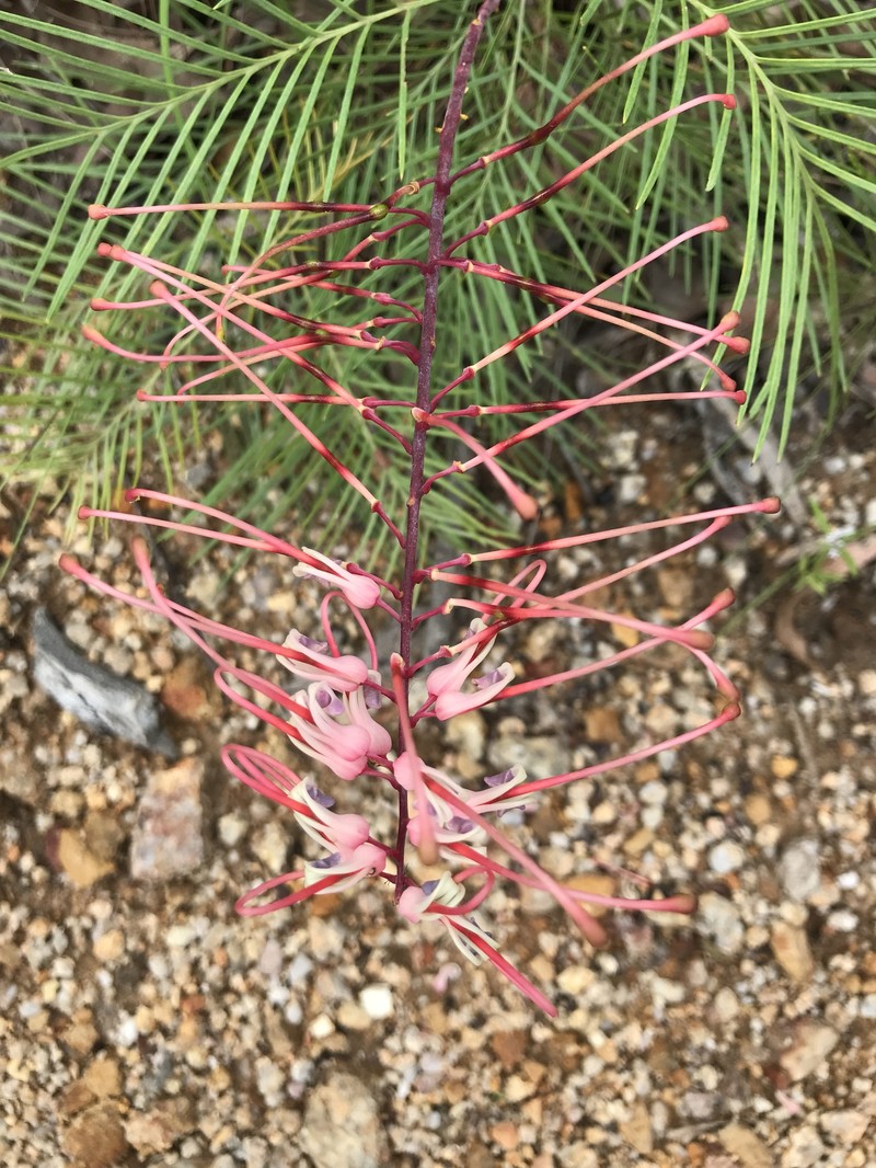 Grevillea dryandri subsp. dryandri photo 4