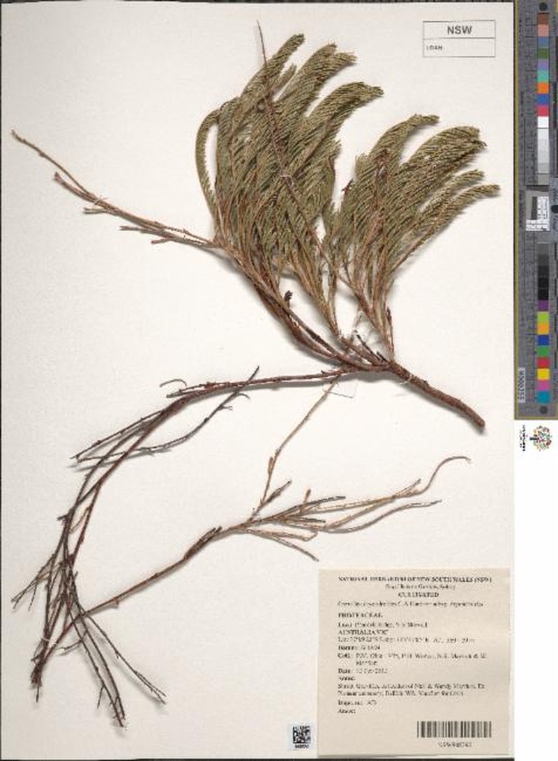 Grevillea dryandroides subsp. dryandroides