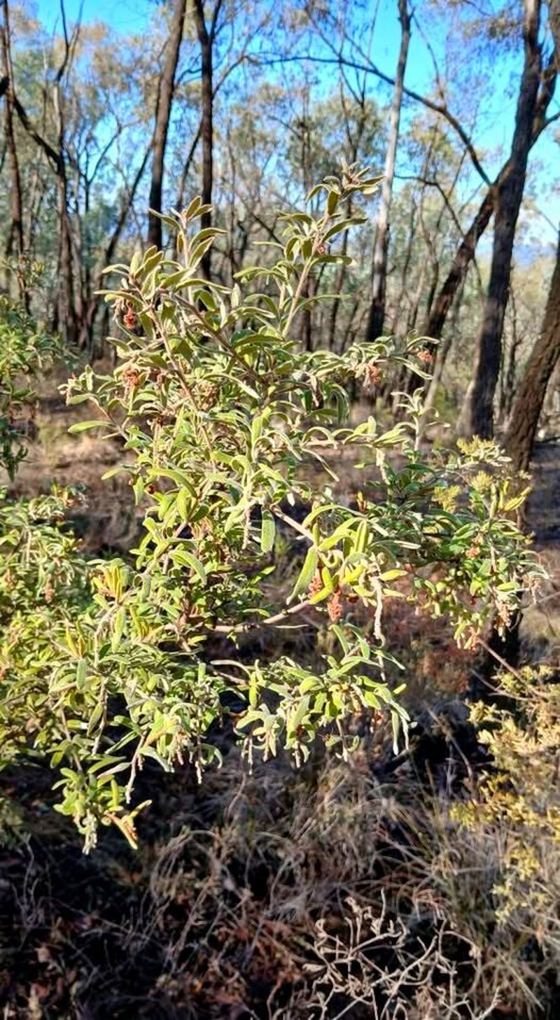Grevillea floribunda subsp. floribunda