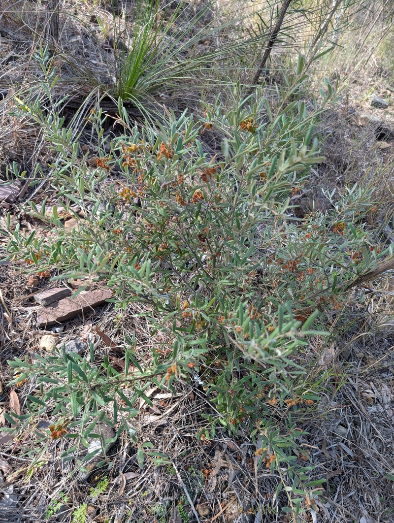 Grevillea floribunda subsp. floribunda photo 2