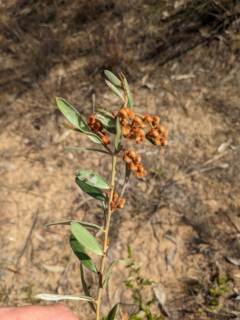 Grevillea floribunda subsp. floribunda photo 3