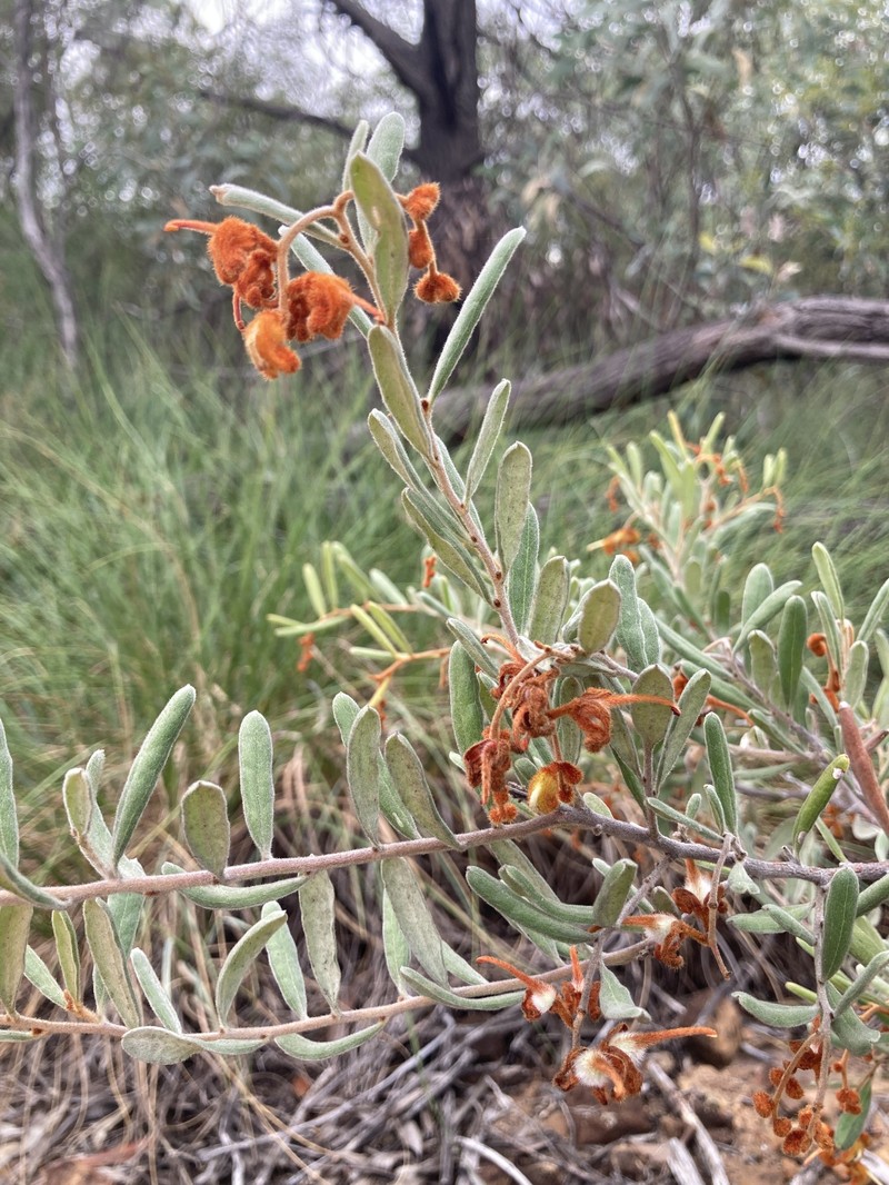 Grevillea floribunda subsp. floribunda photo 4
