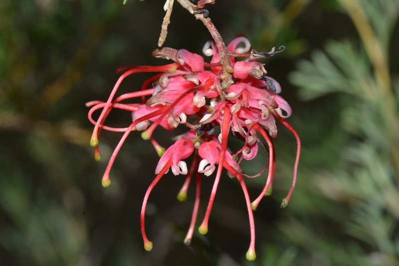 Grevillea gillingarra