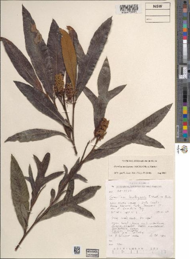 Grevillea gilmourii