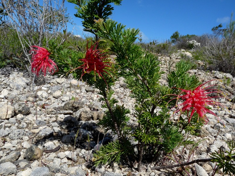 Grevillea glabrilimba
