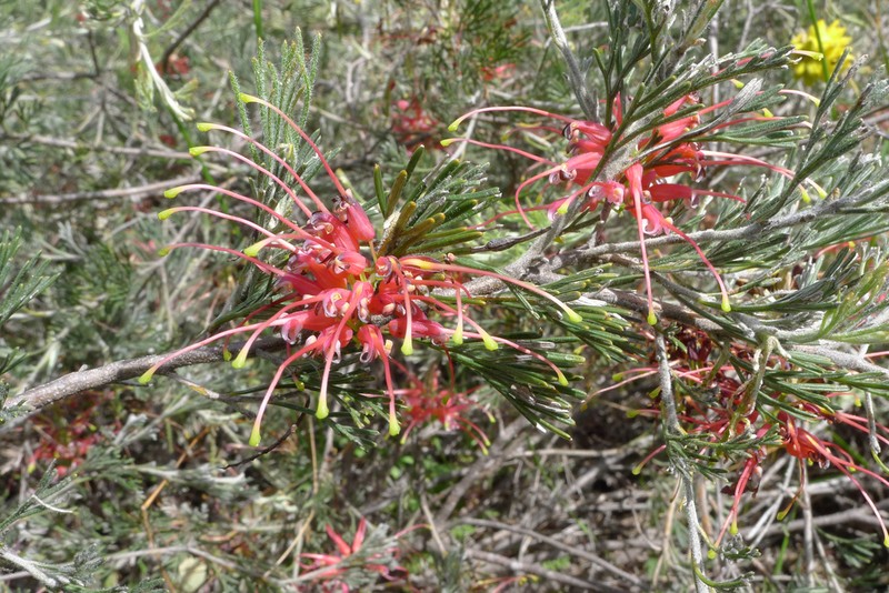 Grevillea glabrilimba photo 2