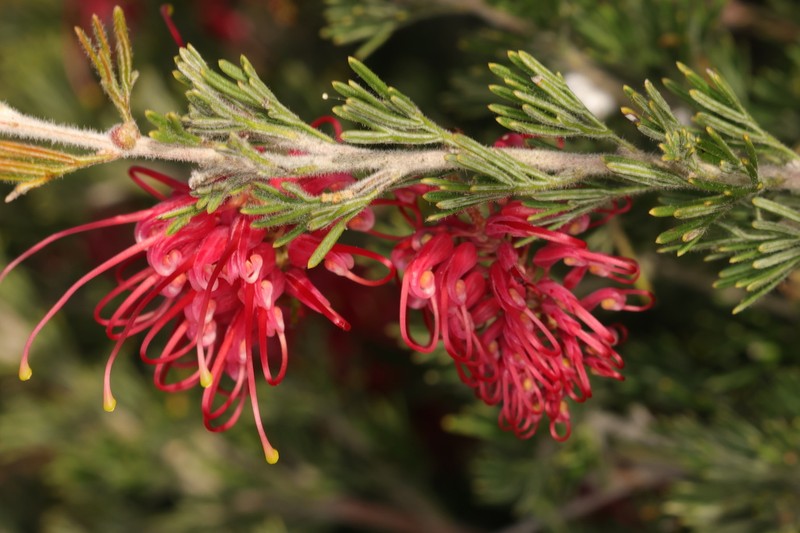 Grevillea glabrilimba photo 3