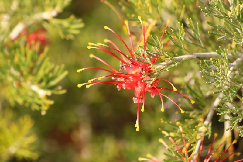 Grevillea glabrilimba photo 4