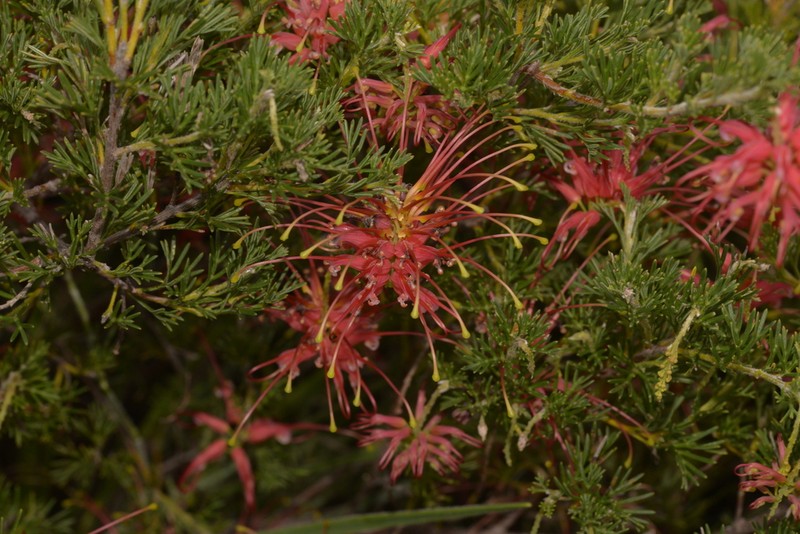 Grevillea glabrilimba photo 5