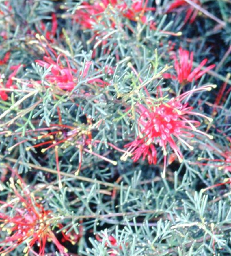 Grevillea glabrilimba photo 6