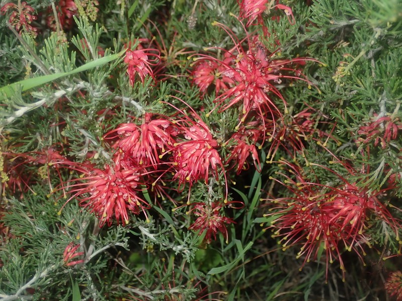 Grevillea glabrilimba photo 7