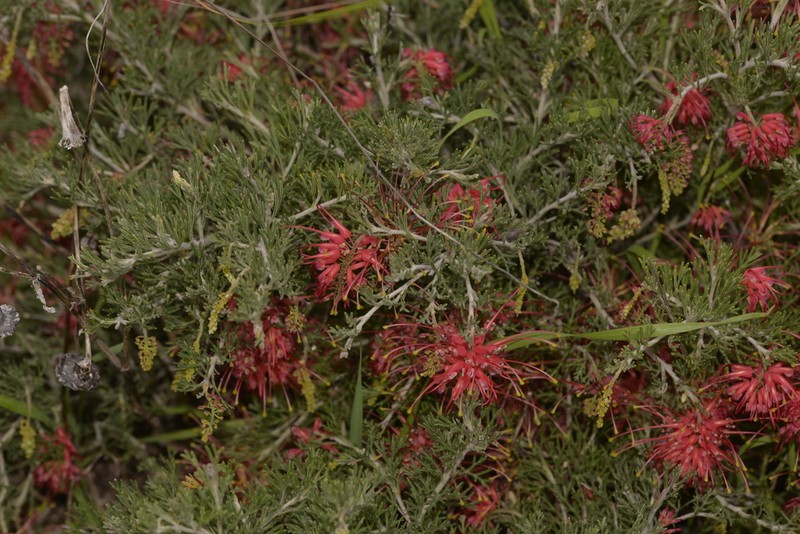 Grevillea glabrilimba photo 8
