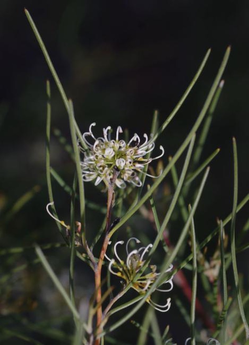 Grevillea hakeoides subsp. hakeoides