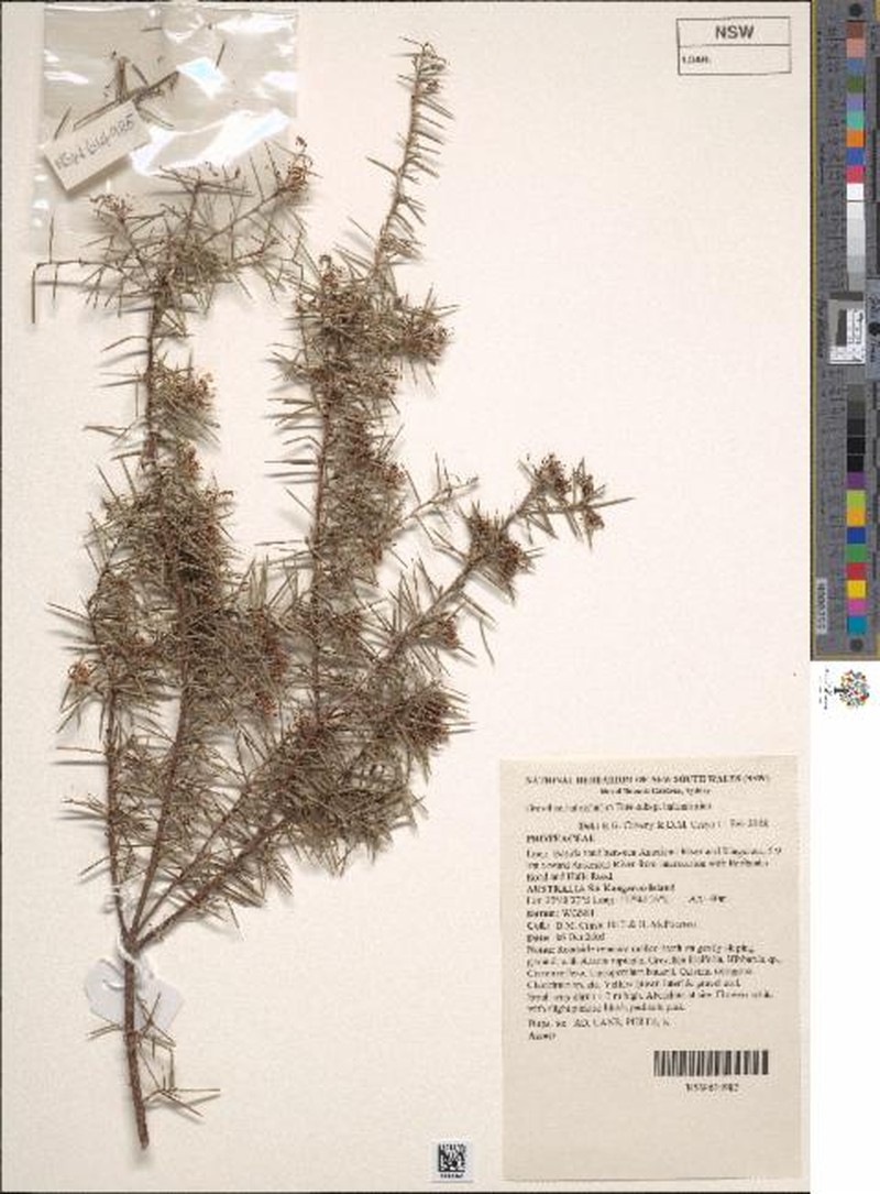 Grevillea halmaturina subsp. halmaturina