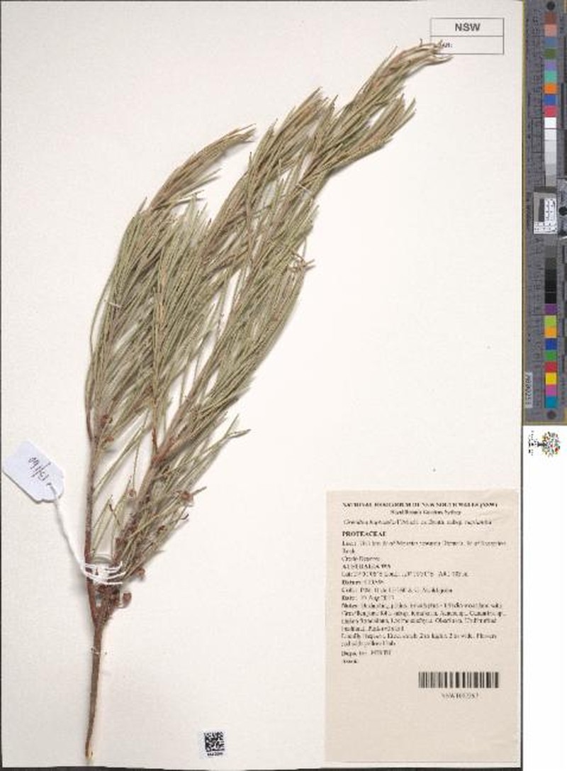 Grevillea haplantha subsp. haplantha