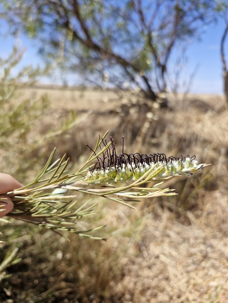 Grevillea hookeriana subsp. hookeriana
