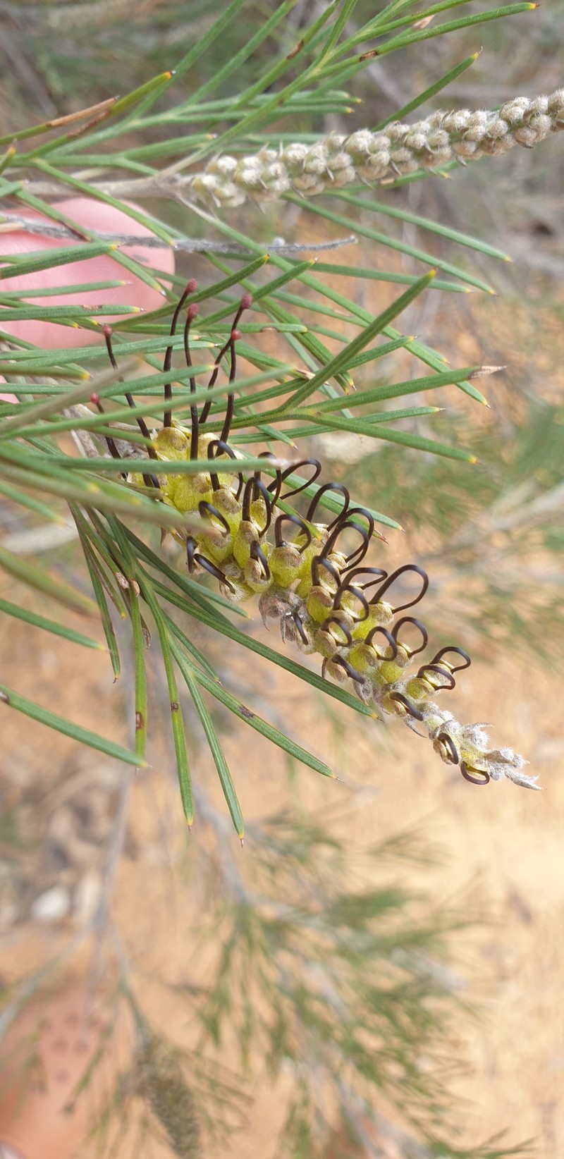 Grevillea hookeriana subsp. hookeriana photo 2