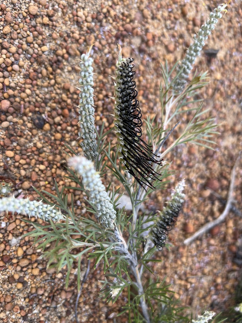 Grevillea hookeriana subsp. hookeriana photo 3