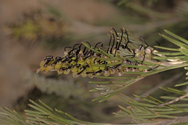 Grevillea hookeriana subsp. hookeriana photo 4