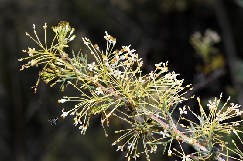 Grevillea hortiorum