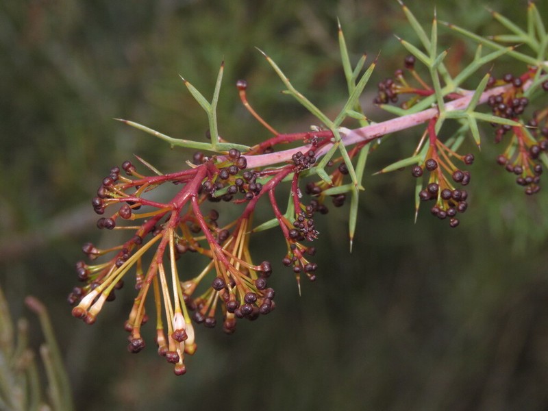 Grevillea hortiorum photo 2