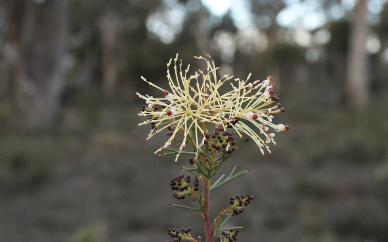 Grevillea hortiorum photo 3