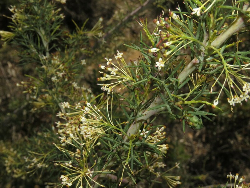 Grevillea hortiorum photo 4