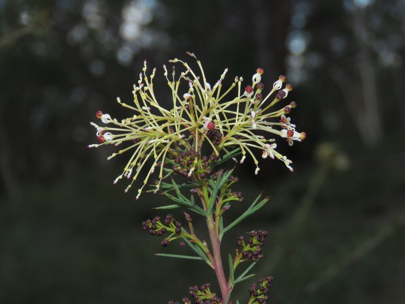 Grevillea hortiorum photo 5
