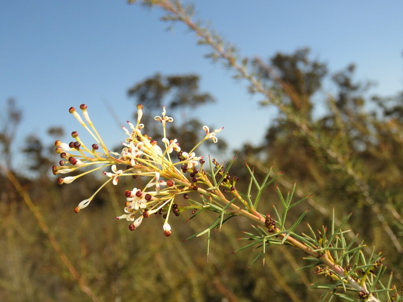 Grevillea hortiorum photo 6